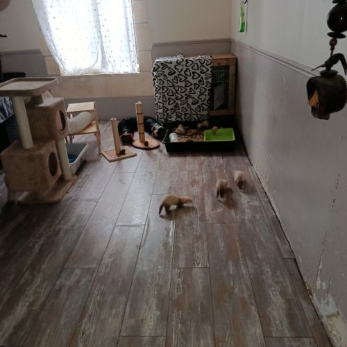 Furetons a réserver #7