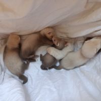 Furetons a réserver #2