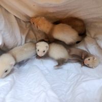 Furetons a réserver #3
