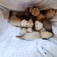 Furetons a réserver #4