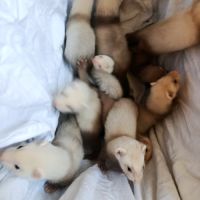 Furetons a réserver #5