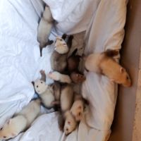 Furetons a réserver