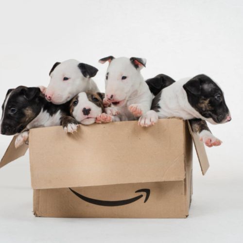 Chiot bull terrier miniature lof #0