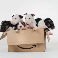 Chiot bull terrier miniature lof