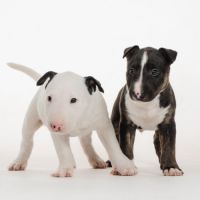 Chiot bull terrier miniature lof #2