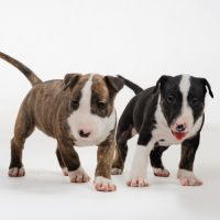 Chiot bull terrier miniature lof #3