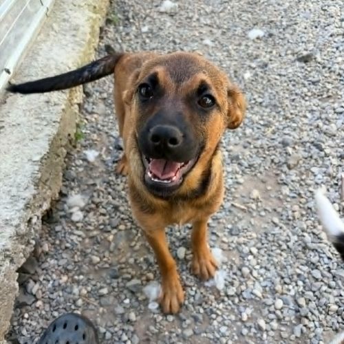 Serj a adopter #1