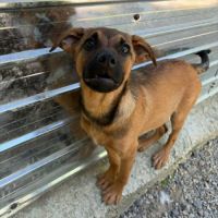 Serj a adopter #3