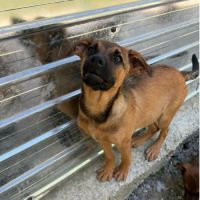 Serj a adopter #4