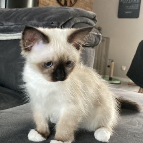 Femelle sacré de birmanie loof ✅ de suite #0