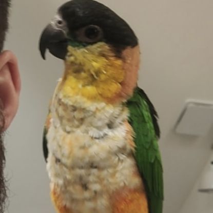 Adorable caique #0