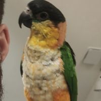 Adorable caique