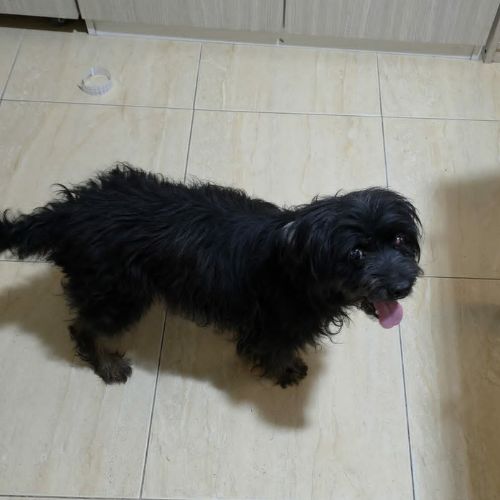 Sunday, bichon noir senior #6