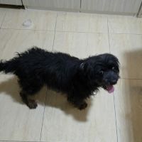 Sunday, bichon noir senior #6