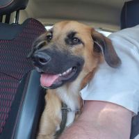 Chien taibo à l adoption