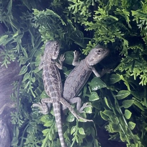 Bebe pogona #0