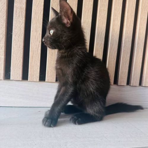 Chat flow à l adoption