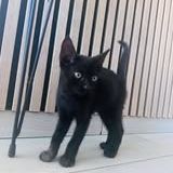 Chat flow à l adoption #2