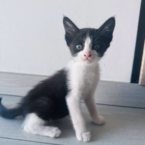 Chat nala à l adoption