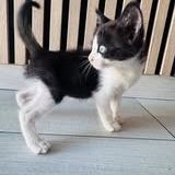 Chat nala à l adoption #2
