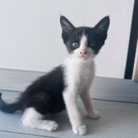 Chat nala à l adoption #0