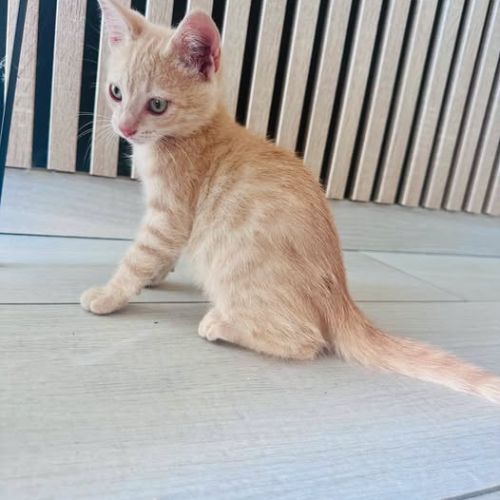 Chat caramel à l adoption