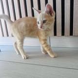 Chat caramel à l adoption #2