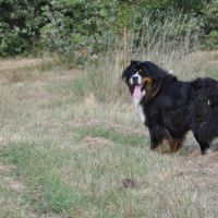 Magnifique mâle bouvier bernois 3 ans