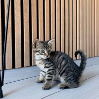 Chat tigrou à l adoption #0