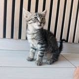 Chat tigrou à l adoption #2