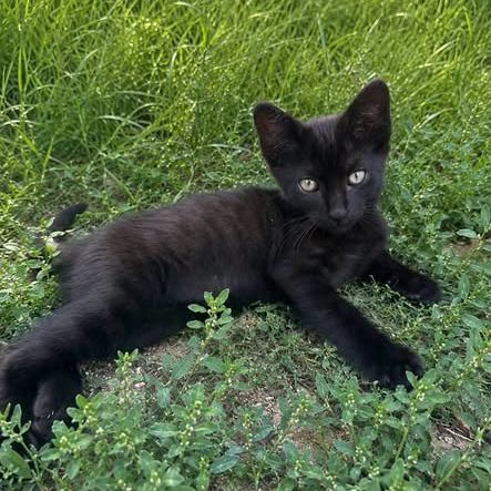 Chat olive à l adoption
