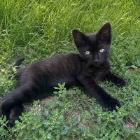 Chat olive à l adoption
