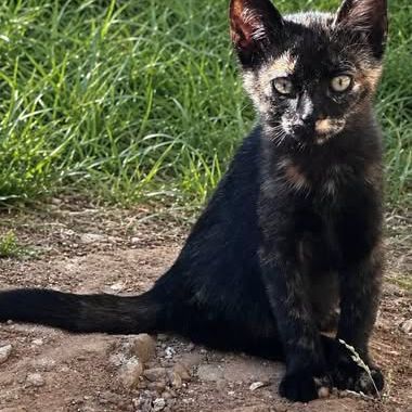 Chat calico à l adoption