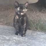 Chat calico à l adoption #2
