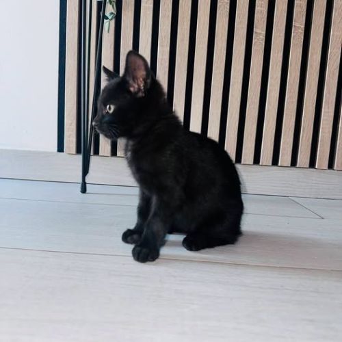 Chat louna à l adoption