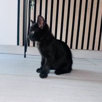 Chat louna à l adoption #0