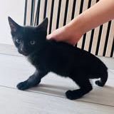 Chat louna à l adoption #2