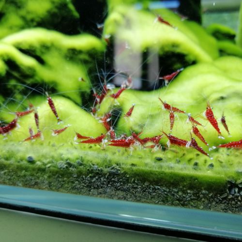 Caridina dennerli - crevette cardinal de sulawesi