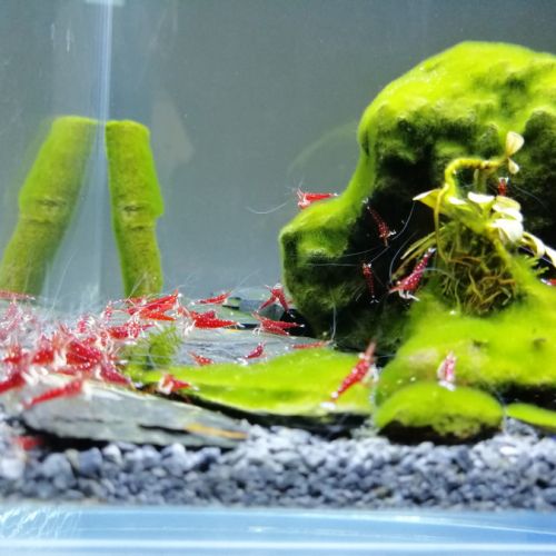 Caridina dennerli - crevette cardinal de sulawesi #3