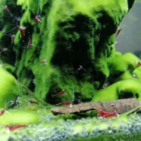 Caridina dennerli - crevette cardinal de sulawesi #2