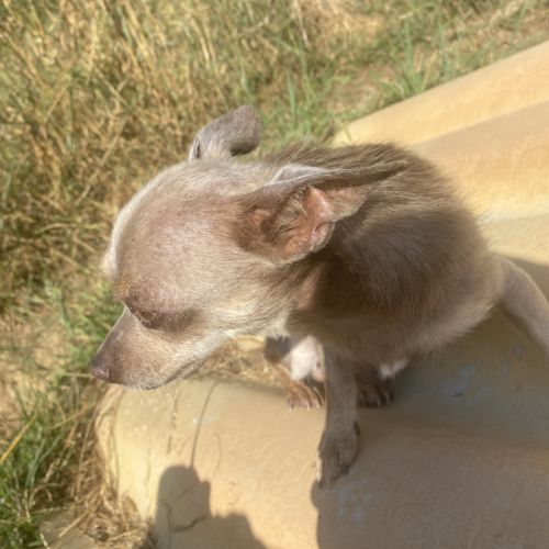 Chihuahua adulte #0