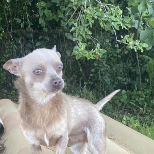 Chihuahua adulte #2