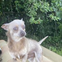 Chihuahua adulte #2