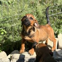Sami le bebe #1