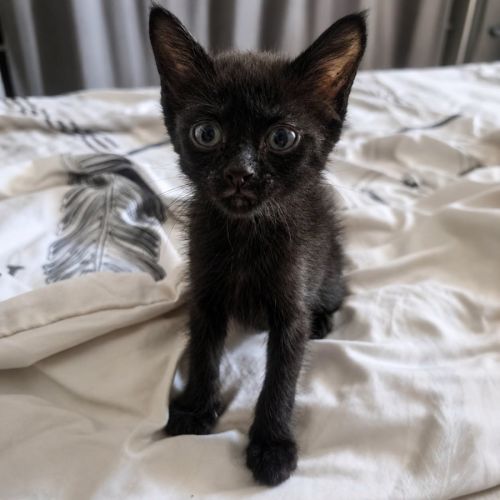 Chaton bambette