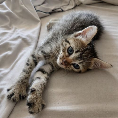 Chaton bouboule