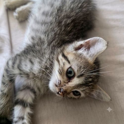 Chaton bouboule #2