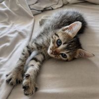 Chaton bouboule #0