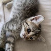 Chaton bouboule #2