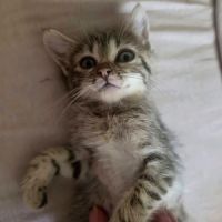 Chaton bouboule #3
